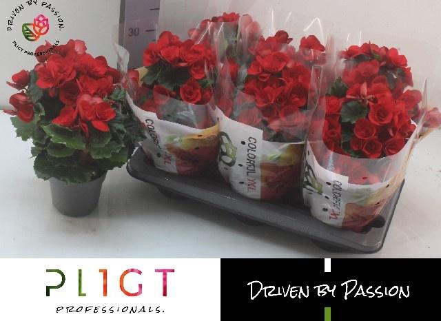 <h4>BEG DU HALO</h4>