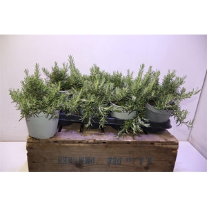 Rosmarino Capri Prostrat