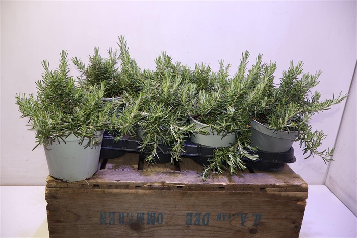 <h4>Rosmarino Capri Prostrat</h4>