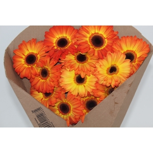 GERBERA ENTOURAGE < 050 CM > 10 CM DIAM LARANJA
