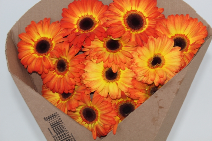 <h4>GERBERA ENTOURAGE < 050 CM > 10 CM DIAM LARANJA</h4>