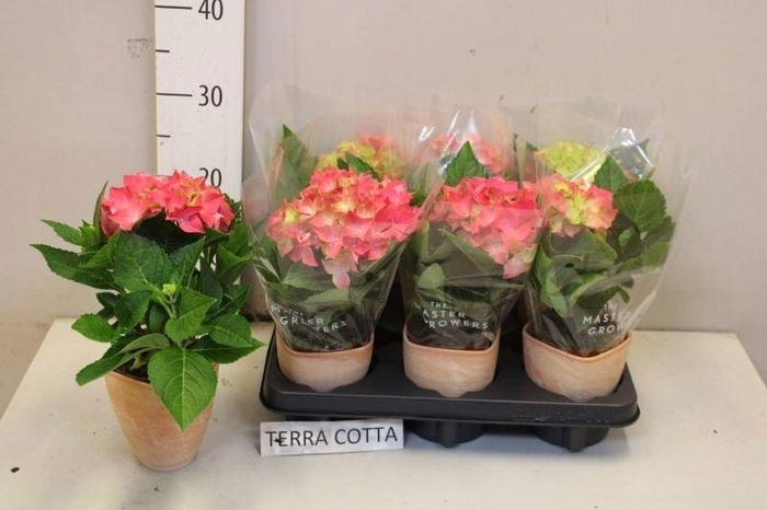 <h4>HYDR M HI OCEAN</h4>