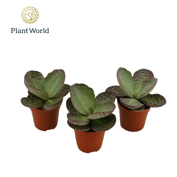 <h4>Kalanchoe Humilis</h4>