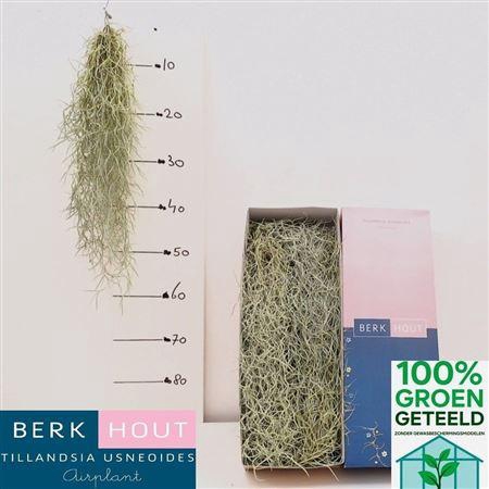 <h4>Till Usneoides</h4>