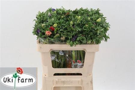 <h4>Anem Co Galil Pastel</h4>