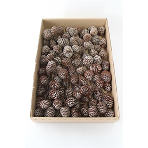 Leucadendron murii o/dr. naturel