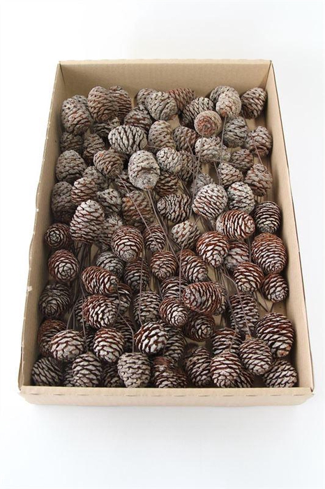 <h4>Leucadendron murii o/dr. naturel</h4>