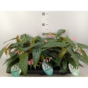 Begonia BD 'Double Dot'