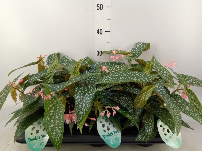 <h4>Begonia BD 'Double Dot'</h4>