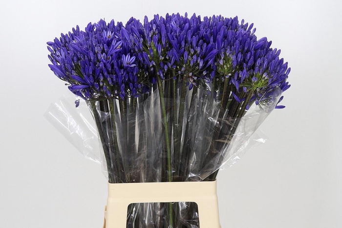<h4>AGAP EYFORI DRK BLUE</h4>