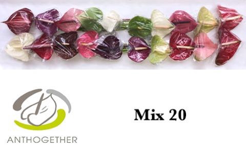 <h4>Anth A Mix 9 cm X20 Oosterzon</h4>
