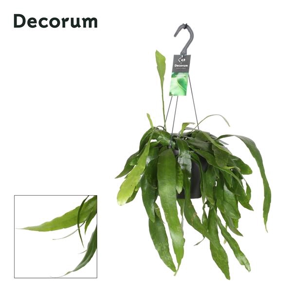 <h4>Epiphyllum overig</h4>