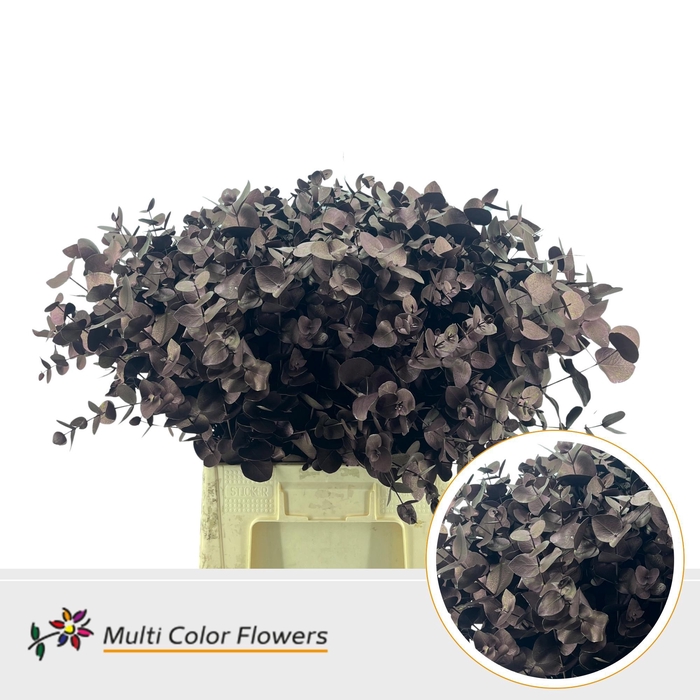 <h4>Eucalyptus cinerea Metallic Bordeaux</h4>