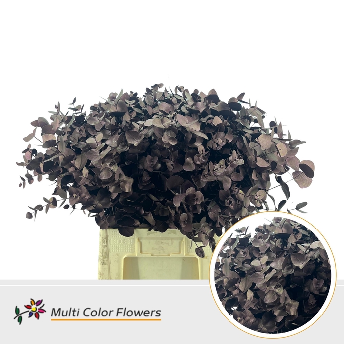 <h4>Eucalyptus cinerea Metallic Bordeaux</h4>