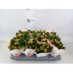 Kalanchoe  'RoseFlow Agnes'