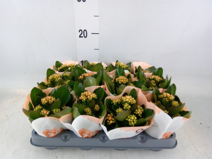 <h4>Kalanchoe  'RoseFlow Agnes'</h4>