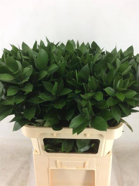 <h4>RUSCUS HYPOPHYLLUM</h4>