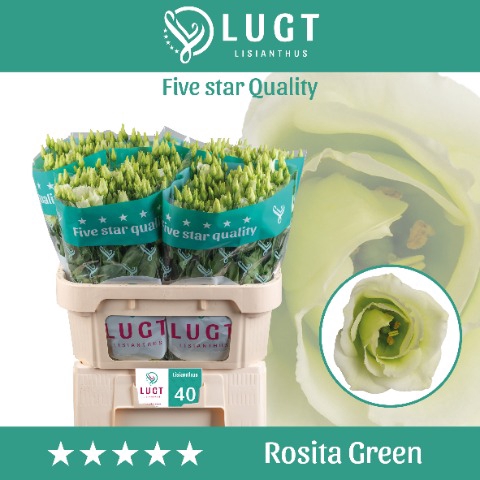 <h4>Lisianthus Rosita Green</h4>