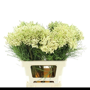 KAAPS GROEN