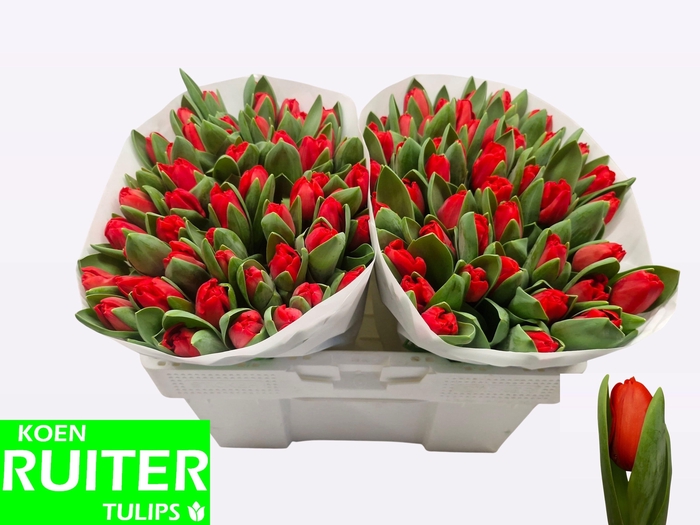 <h4>TU EN ESCAPE</h4>