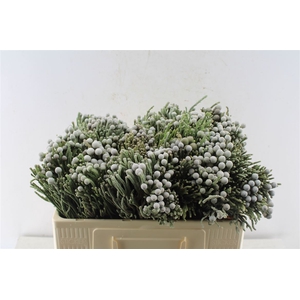 Kaaps Silver Brunia