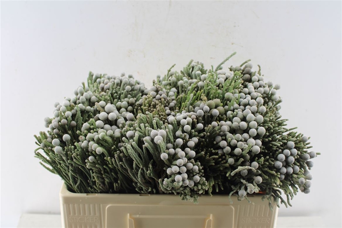 <h4>Kaaps Silver Brunia</h4>
