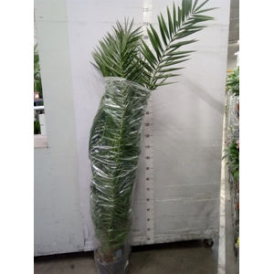 Phoenix canariensis