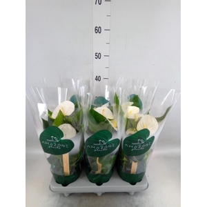 Anthurium andr. 'Samora'