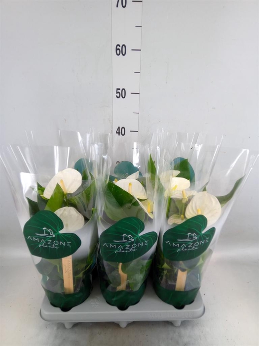 <h4>Anthurium andr. 'Samora'</h4>