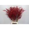 Bromelia Red Paloma