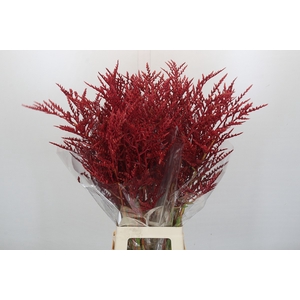 Bromelia Red Paloma