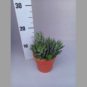 Haworthia   ...