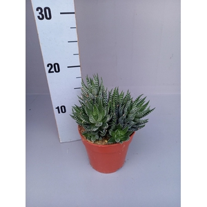 Haworthia   ...
