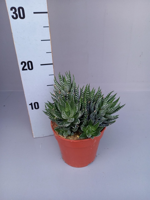 <h4>Haworthia   ...</h4>
