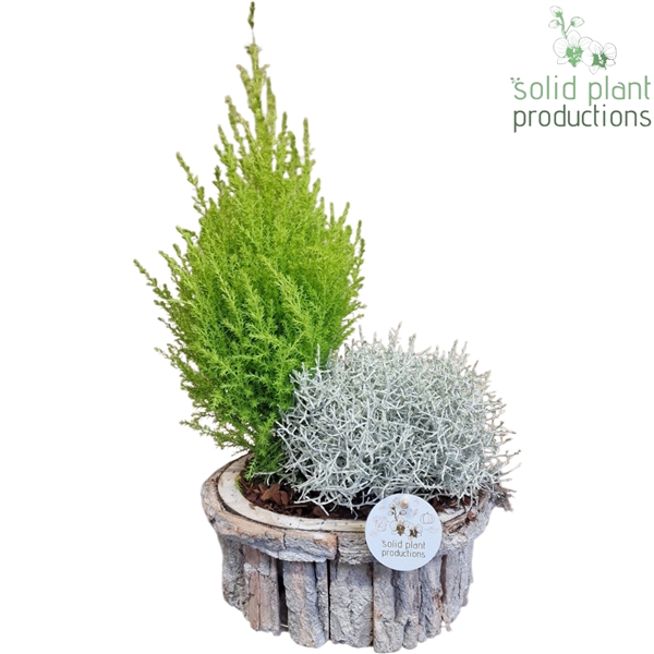<h4>BOS002 Bark O Small Grey</h4>