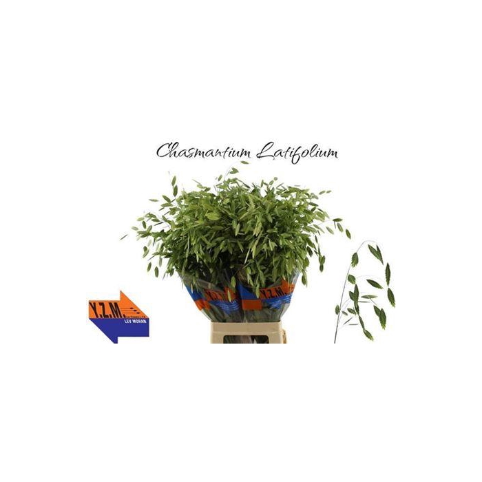 <h4>Chasmanth Latifolium</h4>