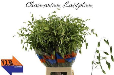 <h4>Chasmanth Latifolium</h4>