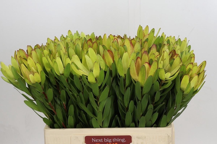 <h4>LEUCAD SAF GOLDSTRIK</h4>