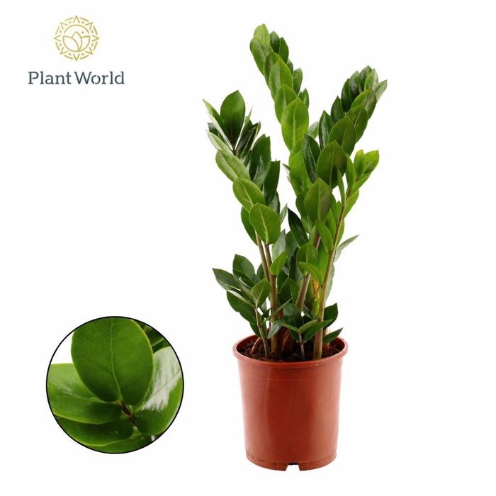 <h4>Zamioculcas 5 Veren</h4>