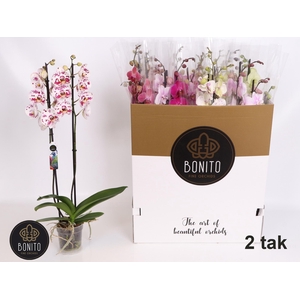 PHAL GEM 8 KL