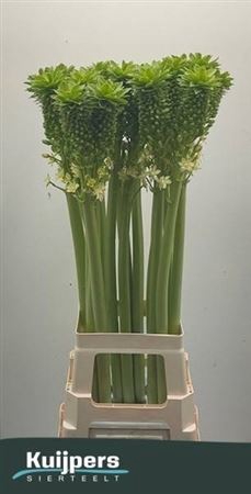 <h4>Eucomis P-e Goliath Xxl</h4>