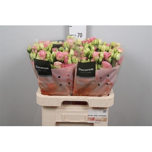 Eus G Rosi Champagne