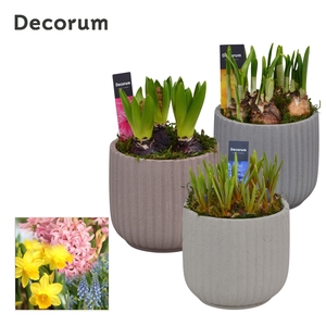 Bollenmix Betona HL17223B