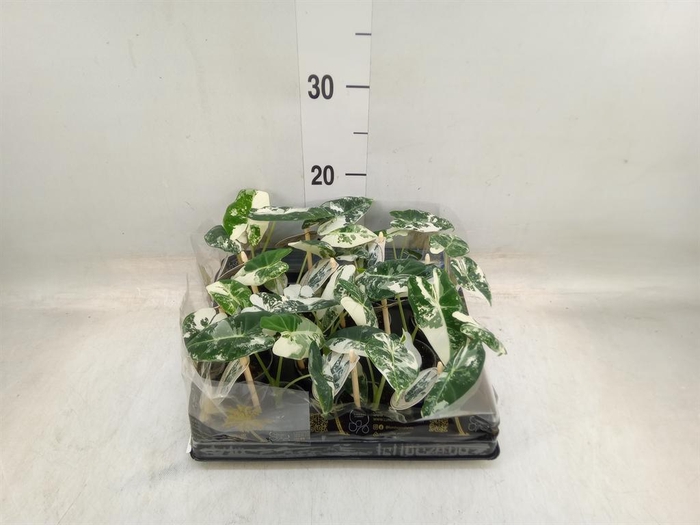 <h4>Alocasia   ...</h4>