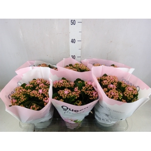 Kalanchoe  'MoreFlow Lillian'