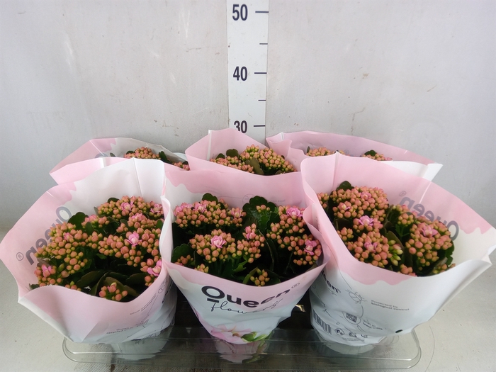 <h4>Kalanchoe  'MoreFlow Lillian'</h4>