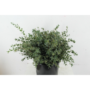 EUC PARVIFOLIA 150GR SHORT