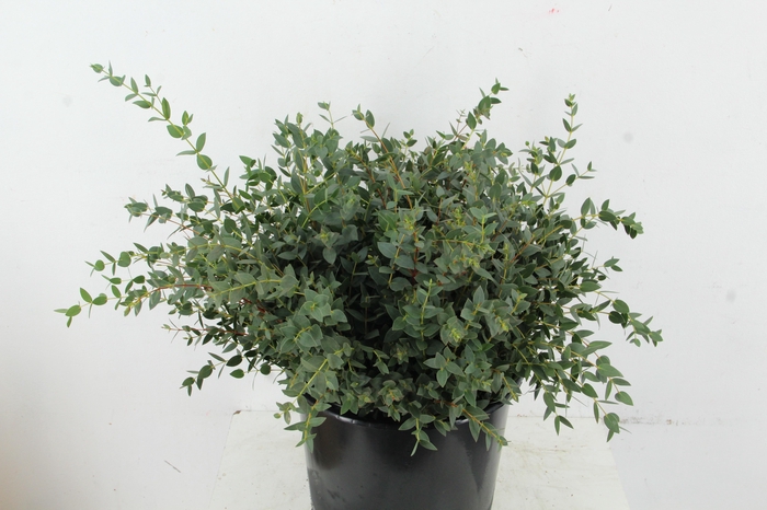 <h4>EUC PARVIFOLIA 150GR SHORT</h4>