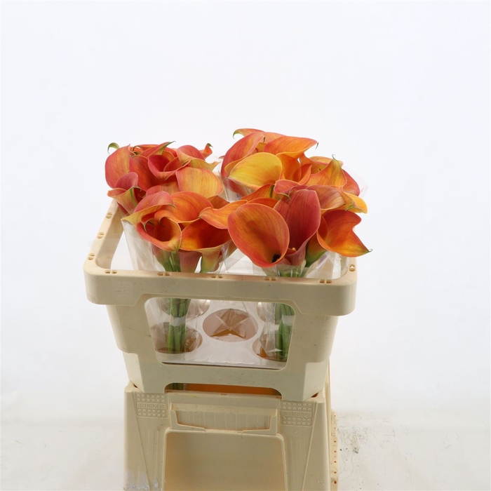 <h4>Calla Orange Pride</h4>