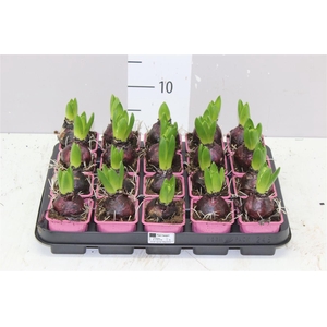 Hyacinthus Pink Pearl 1pp